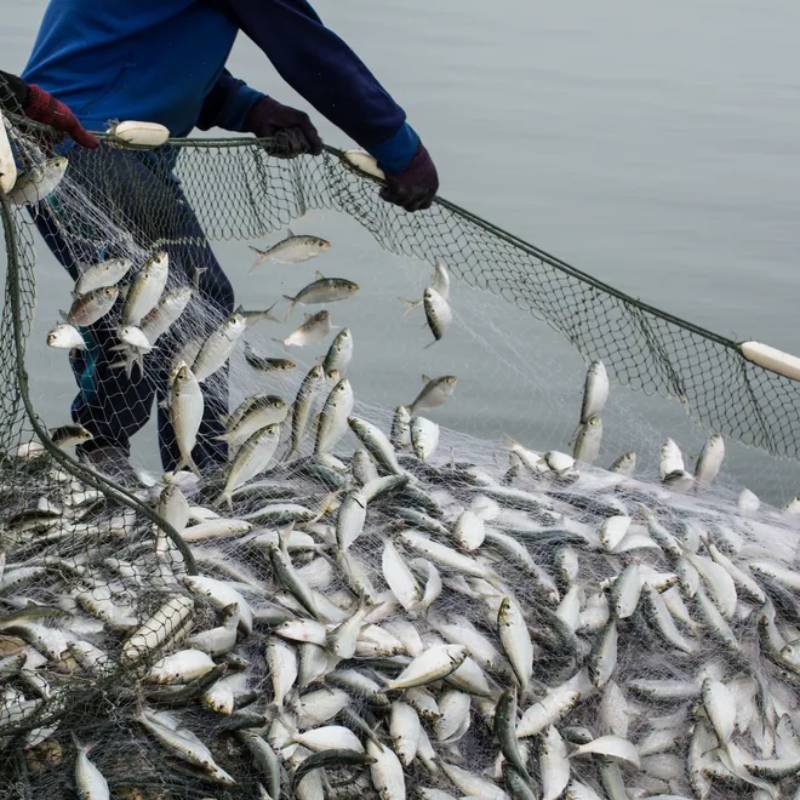 Mơ Bắt Cá Đánh Con Gì? Giải Mã Giấc Mơ Thấy Bắt Cá Chuẩn Xác 2 Mơ bắt được nhiều cá